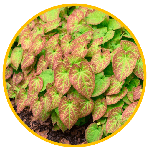 Epimedium Extract