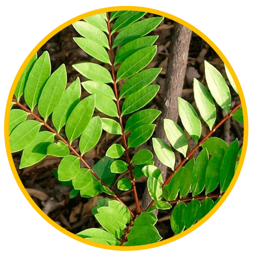 Eurycoma Longifolia Extract